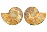 Cut & Polished, Crystal-Filled Ammonite Fossil - Madagascar #296474-1